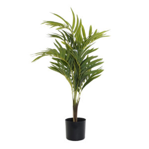 planta-palmera-verde